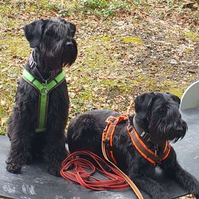 Hundetreffen-Peanut-Profilbild