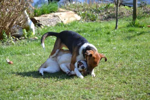 Die Dogorama Wochen Challenge "Friends will be Friends"-Beitrag-Bild