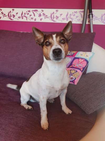 Wo sind die Jack und Parson Russell Terrier?-Beitrag-Bild