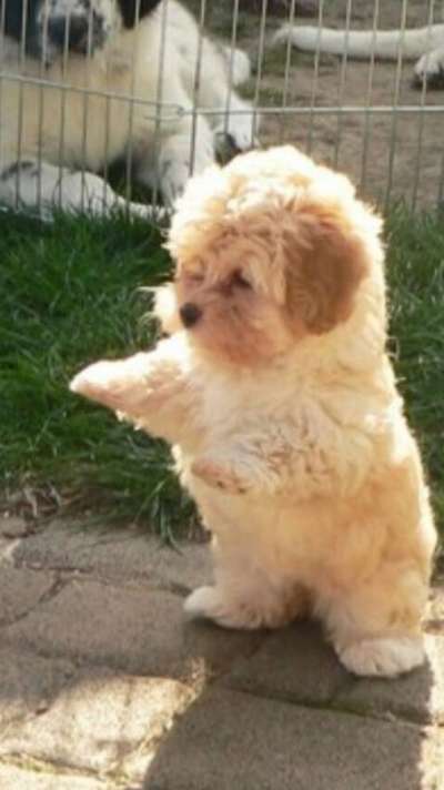 Welpen Bilder !-Beitrag-Bild