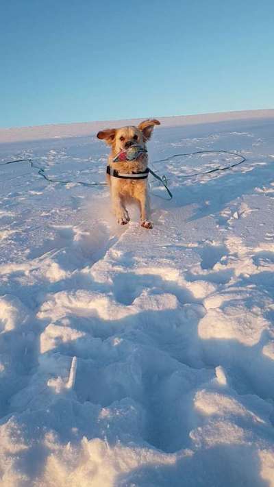 Verspielt-Beitrag-Bild