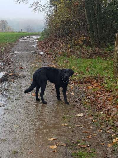 Hovawart-Beitrag-Bild