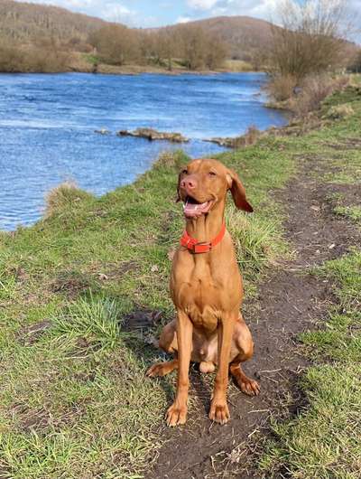 Dogorama-Monats-Challenge-Mai "Wasser"-Beitrag-Bild