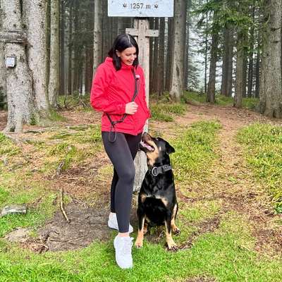 Hundetreffen-Gemeinsame Gassirunde & Training-Bild