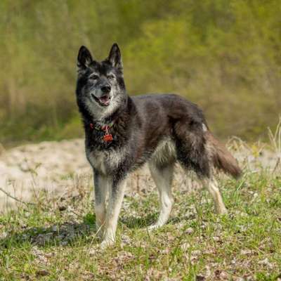 Welche Hunderasse-Beitrag-Bild