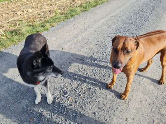 Bester Freund, Hundekumpel - zeigt her!-Beitrag-Bild