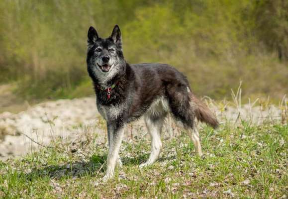 Zeichnungen eurer Hunde-Beitrag-Bild