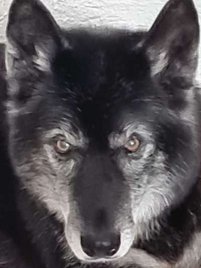 Ich zeichne deine Fellnase-Beitrag-Bild