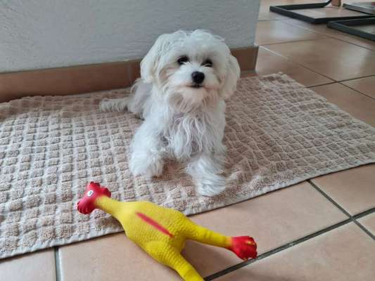 Wir suchen einen weiblichen Hundenamen-Beitrag-Bild