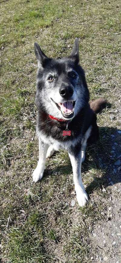 Dein lächelnder Vierbeiner-Beitrag-Bild