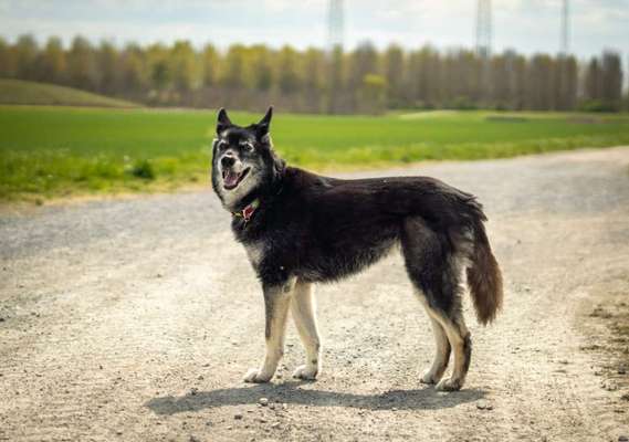 Alles rund um den Schäferhund, diskutieren erwünscht.-Beitrag-Bild