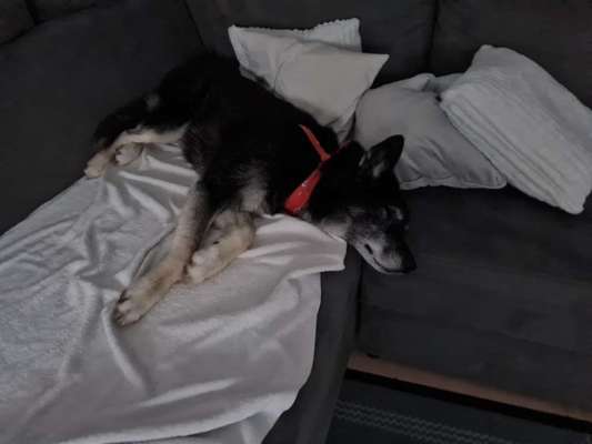 Du weißt, du hast einen Hund wenn...-Beitrag-Bild