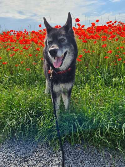 Die Dogorama Monats Challenge "Es grünt und blüht"-Beitrag-Bild