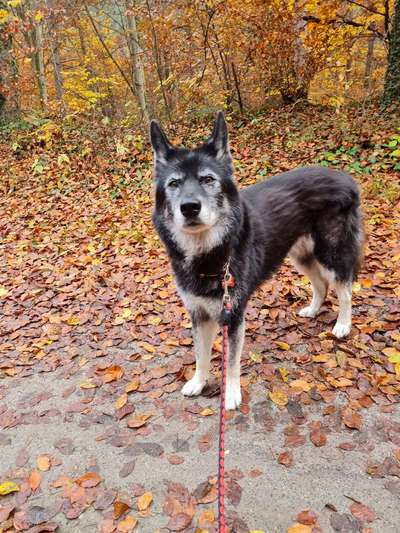 Fotochallenge Nr. 56 - geliebte Senioren-Beitrag-Bild