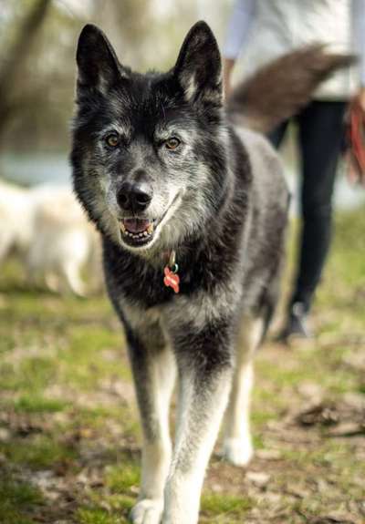 Schäferhund-Beitrag-Bild