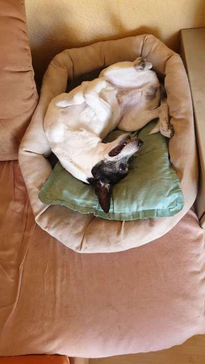 Zeigt mir die lustigsten Schlafpositionen eurer Fellnasen-Beitrag-Bild