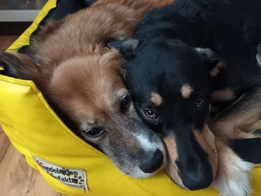 Unsere Fellnasen-Vielfalt im Überblick!-Beitrag-Bild