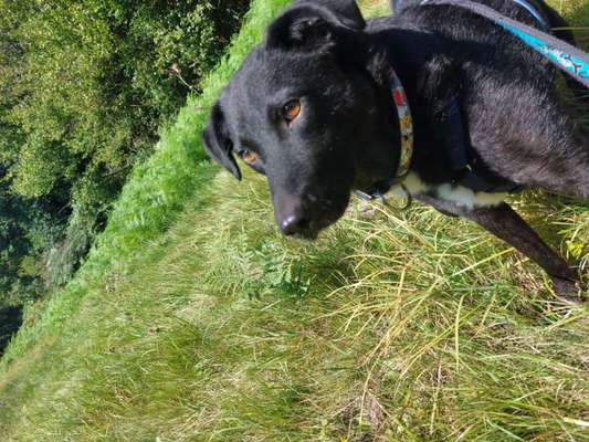 Auslandstierschutz-Beitrag-Bild