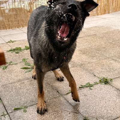 Hundetreffen-Trainingstreffen/Playdate/Gemeinsames Spazierengehen-Bild