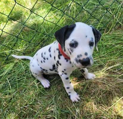 Welpen Bilder !-Beitrag-Bild