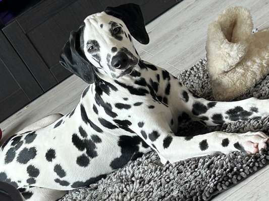 Seltene Rassen!-Beitrag-Bild