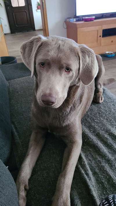 Wo sind meine Labrador Freunde-Beitrag-Bild