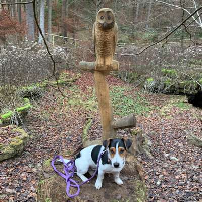 Hundetreffen-Allersberg-Bild