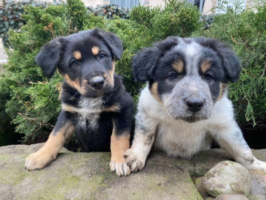 Welpen Bilder !-Beitrag-Bild