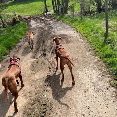 Giftköder-Social Walk-Bild
