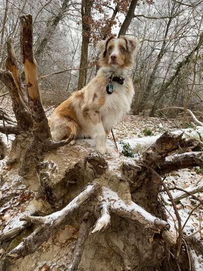 Dogorama Photo Challenge - Winterstimmung-Beitrag-Bild