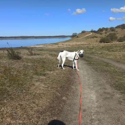 Hundetreffen-Gassi Runde auf Distanz-Bild