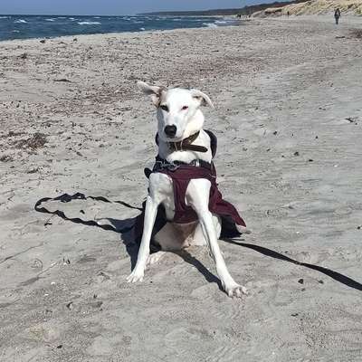 Hundetreffen-Gassi Runde auf Distanz-Bild