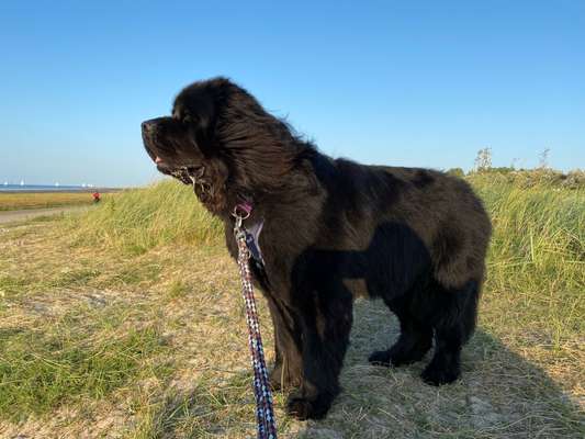 Neufundländer Freunde!-Beitrag-Bild