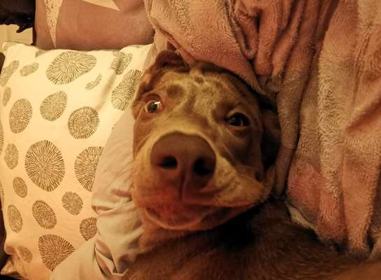 Zeige das lustigste Bild eures Hundis-Beitrag-Bild