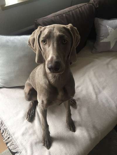 Rassen und ihre Eigenschaften-Beitrag-Bild