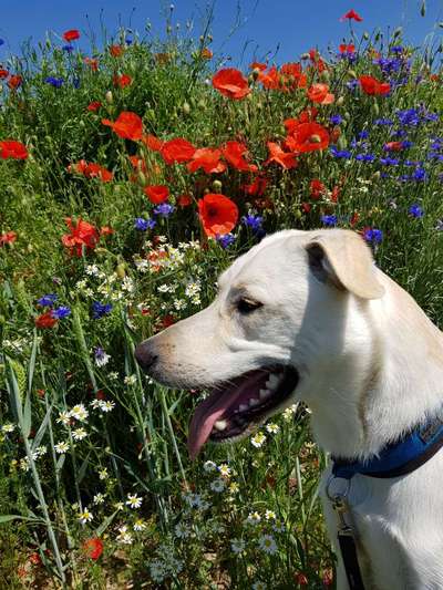 Die Dogorama Monats Challenge "Es grünt und blüht"-Beitrag-Bild