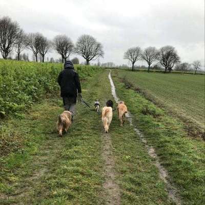 Hundetreffen-"Socialwalk" und Begegnungsstress abbauen-Bild