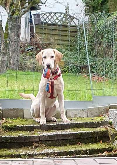 Hundetreffen-Laufen und toben über Wiesen und durch Wälder-Bild