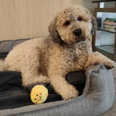 aktuelles Foto Gruppe Tibetdoodle