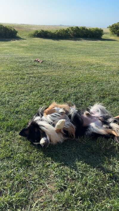 Angehendes Nierenversagen 2 Jähriger Rüde-Beitrag-Bild