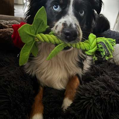 Angehendes Nierenversagen 2 Jähriger Rüde-Beitrag-Bild