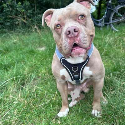 Hundetreffen-Suche Freunde 🥰-Bild