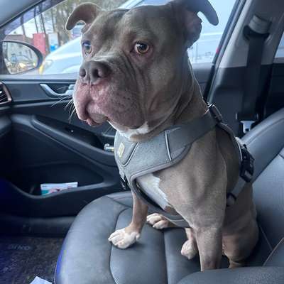 Hundetreffen-Suche neue Hunde Buddies ❤️-Bild