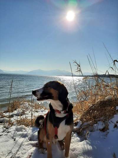 Dogorama-Monats-Challenge-Mai "Wasser"-Beitrag-Bild