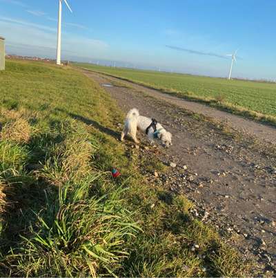 Hundetreffen-Gassi gehen und Hundefreundschaften-Bild