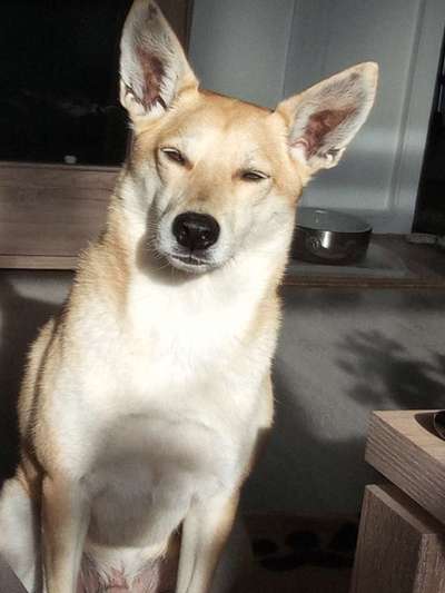 Mischlingshunde Foto Aufruf-Beitrag-Bild