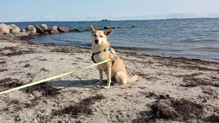 Shiba Inu und andere japanische Rassen!-Beitrag-Bild