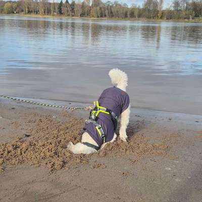 Hundetreffen-Hamburger Jung sucht neue Freunde in Köln Rodenkirchen-Bild
