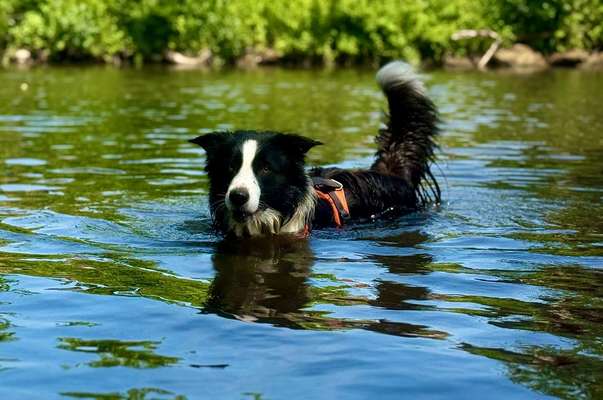 Hundetreffen-Gassi- und Spielrunde-Bild