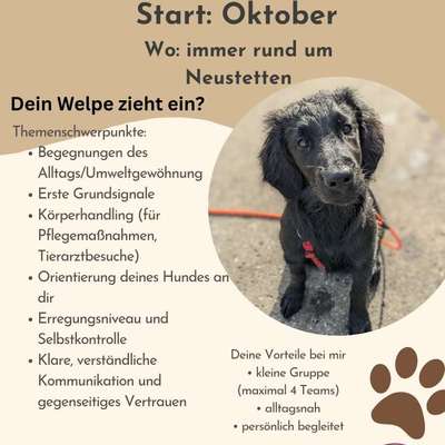 Giftköder-Welpenkurs 5 Einheiten - 125,00 €-Bild